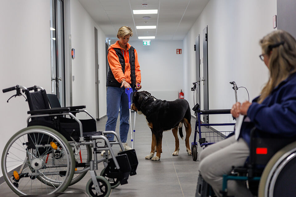 Die Krücken sind komisch, wie riechen die? Nicht nur für kleine Hunde, sondern auch für große Hunde