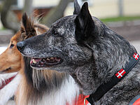 Therapiehunde des DRK Mittelhessen im Einsatz für das Wohlbefinden von Menschen