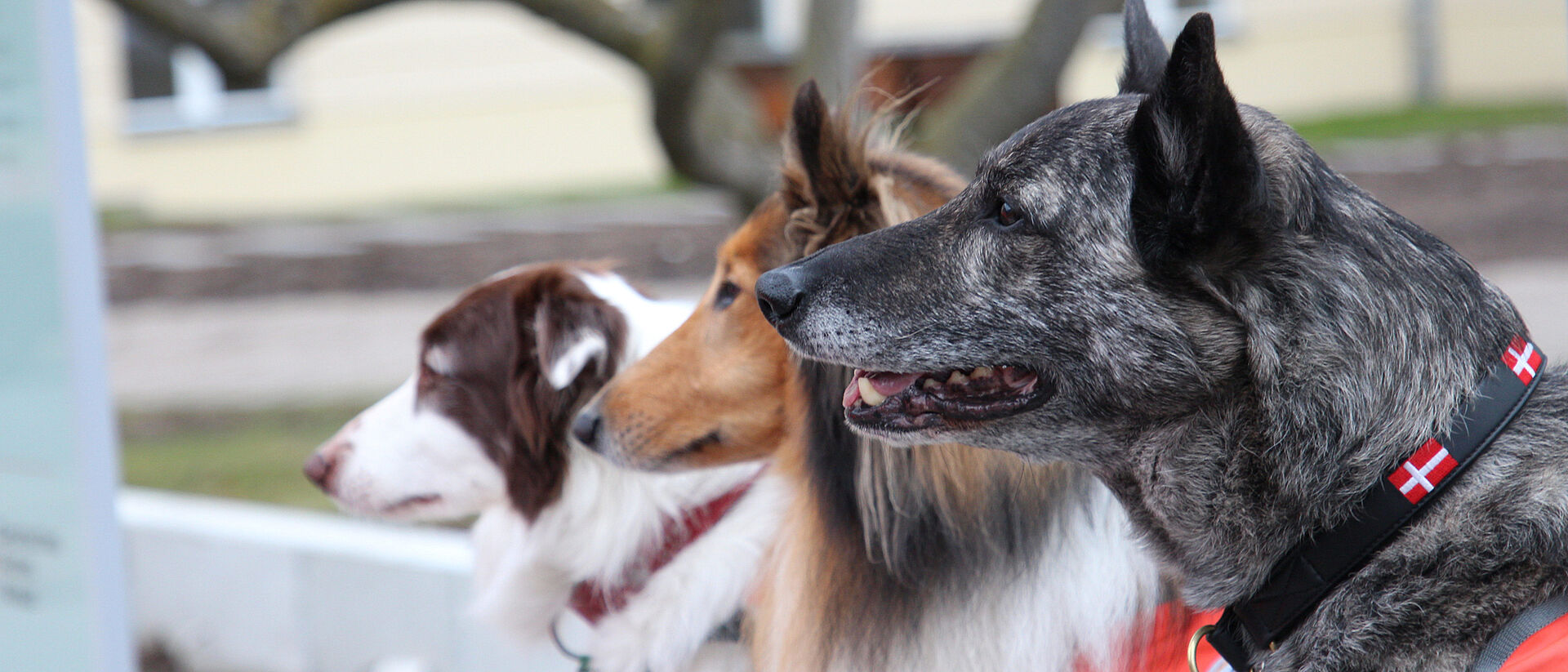 Drei Hunde mit Rettungsdienst-Halsbändern in einer Reihe