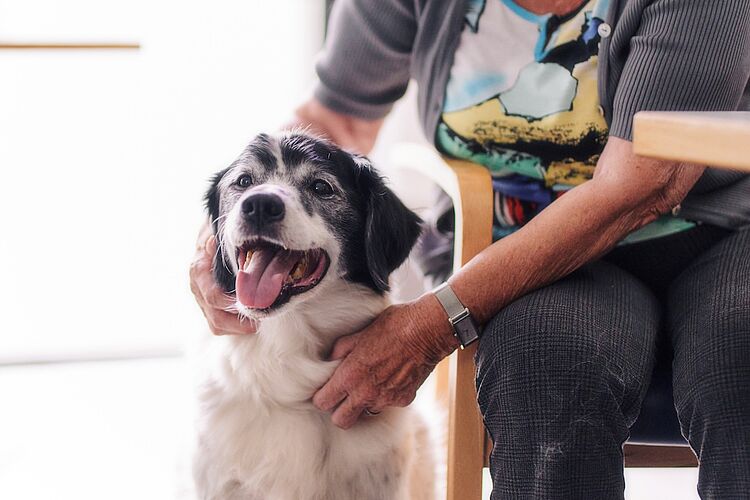 Glücklicher Hund wird von älterer Frau im Pflegeheim gestreichelt