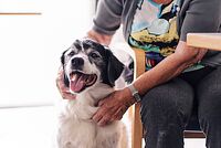 Glücklicher Hund wird von älterer Frau im Pflegeheim gestreichelt